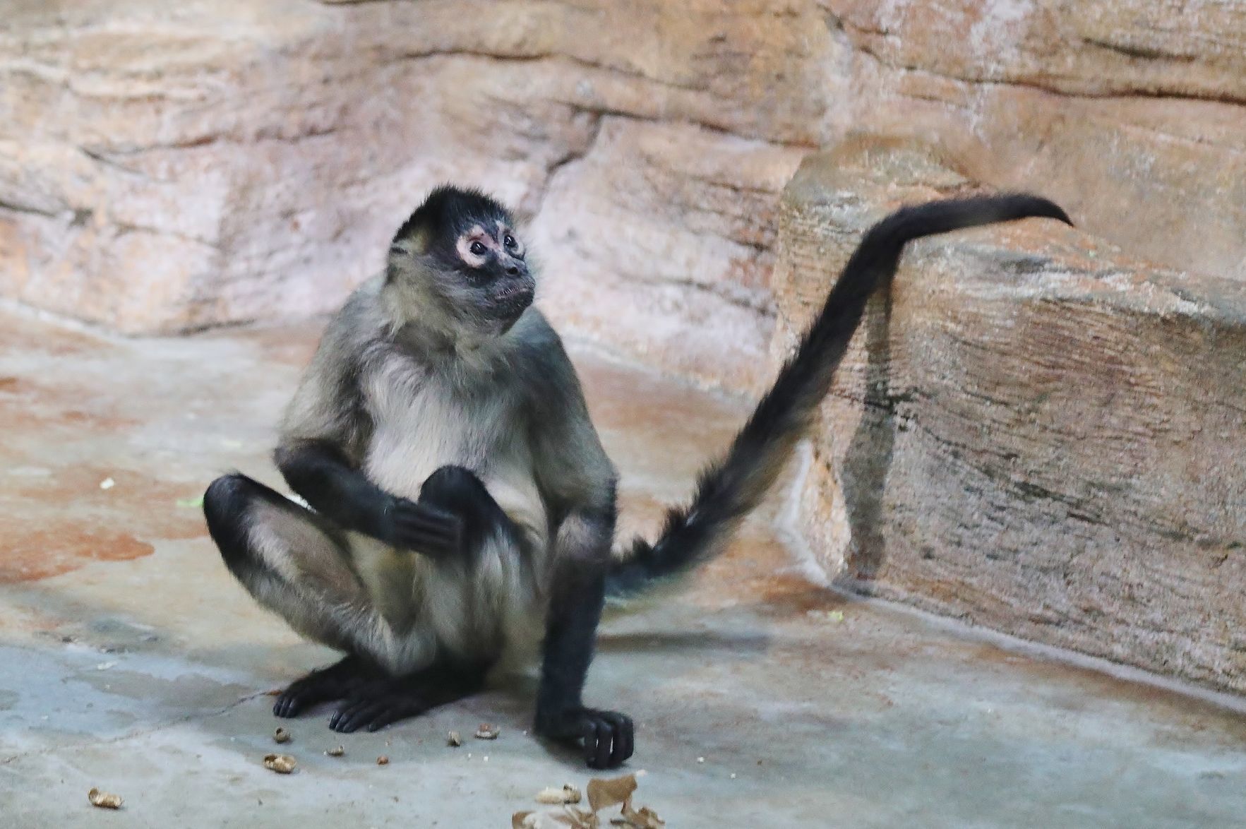 2018-Zoo-Ado-009.JPG